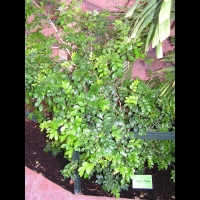 Buis de Chine - Murraya paniculata (fam Rutacees) (01)